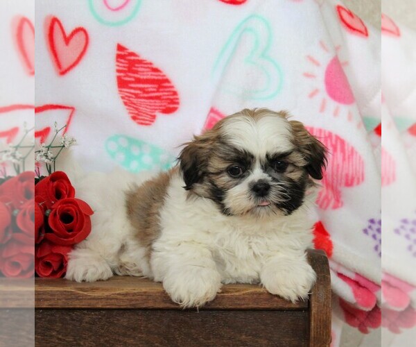 Medium Photo #4 Shih Tzu Puppy For Sale in GORDONVILLE, PA, USA