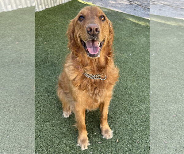 Medium Photo #4 Golden Retriever Puppy For Sale in Valrico, FL, USA