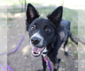 Border Collie-Unknown Mix Dogs for adoption in San Antonio, TX, USA