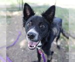 Small Border Collie Mix