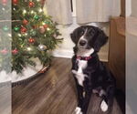 Small #2 Border Collie Mix