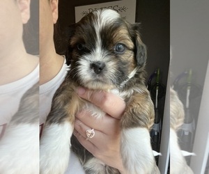 Bea-Tzu Puppy for sale in PARMA, MI, USA