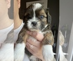 Small Photo #1 Bea-Tzu Puppy For Sale in PARMA, MI, USA