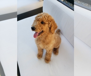 Poodle (Standard)-Standard Spitz Mix Puppy for sale in ROCKLIN, CA, USA