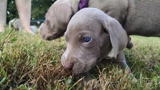 Weimaraner Puppy for sale in UNION GROVE, AL, USA