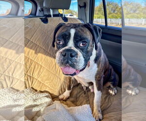 Boxer Dogs for adoption in Dumont, NJ, USA