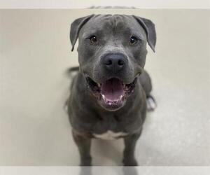 American Staffordshire Terrier-Unknown Mix Dogs for adoption in Grand Prairie, TX, USA