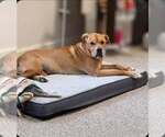 Mysti - Female Mutt Dog for Adoption - Small photo
