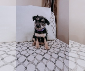 Jack Russell Terrier-Poodle (Standard) Mix Puppy for sale in YAKIMA, WA, USA