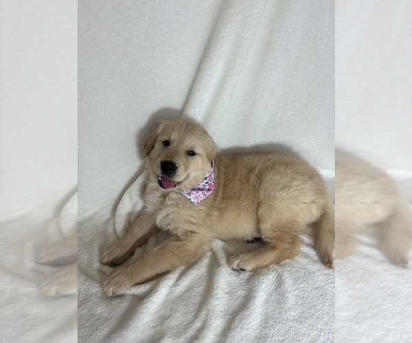 Medium Photo #3 English Cream Golden Retriever Puppy For Sale in GREENFIELD, IN, USA