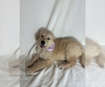 Small #2 English Cream Golden Retriever