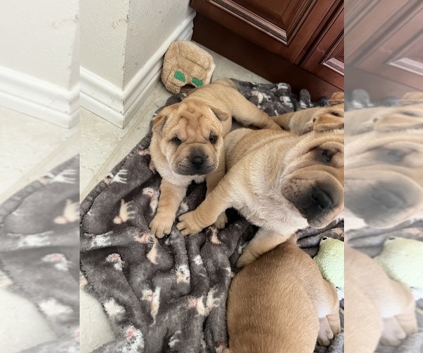 Medium Photo #16 Chinese Shar-Pei Puppy For Sale in FORT WORTH, TX, USA