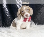 Small #1 Dachshund