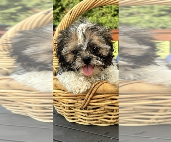 Medium Photo #1 Shih Tzu Puppy For Sale in GREENFIELD, IN, USA