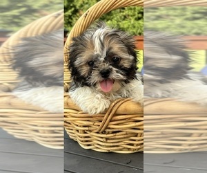Shih Tzu Puppy for sale in GREENFIELD, IN, USA