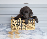 Puppy Tad Bernedoodle-Labrador Retriever Mix