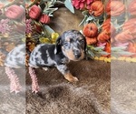 Liberty - Female Dachshund Puppy for Sale - Photo #8