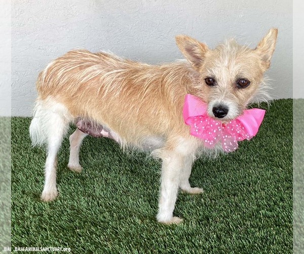 Medium Photo #3 Chihuahua-Unknown Mix Puppy For Sale in San Diego, CA, USA