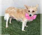Small #2 Chihuahua Mix