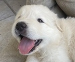 Small Photo #5 Great Pyrenees Puppy For Sale in MCALLEN, TX, USA