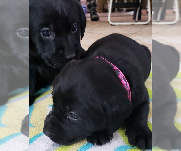 Medium Photo #149 Labrador Retriever Puppy For Sale in OLYMPIA, WA, USA