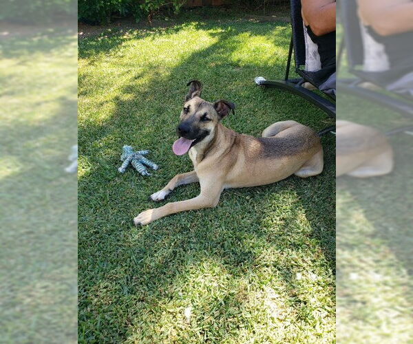 Medium Photo #2 Mutt Puppy For Sale in San Juan Capistrano, CA, USA