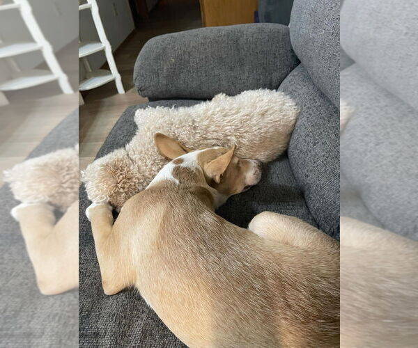 Medium Photo #4 Chihuahua-Unknown Mix Puppy For Sale in OKLAHOMA CITY, OK, USA