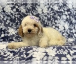 Small #1 Goldendoodle (Miniature)