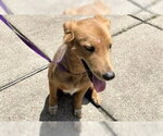 Small Golden Retriever Mix