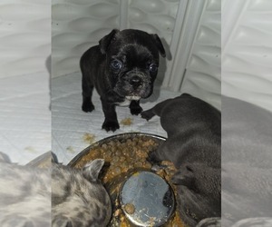 Faux Frenchbo Bulldog Puppy for Sale in FT MYERS, Florida USA