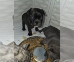 Image preview for Ad Listing. Nickname: Litter of 3