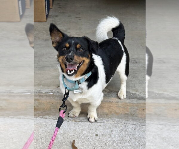 Medium Photo #3 Mutt Puppy For Sale in Boston, MA, USA