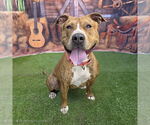 Small #2 American Staffordshire Terrier Mix