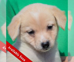 Chihuahua-Unknown Mix Dogs for adoption in Huntley, IL, USA