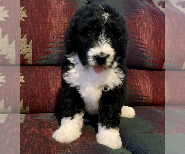 Medium Photo #5 Bernedoodle Puppy For Sale in REBERSBURG, PA, USA