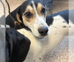 Small Beagle Mix
