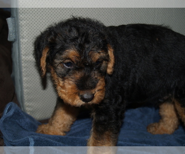 Medium Photo #2 Airedale Terrier Puppy For Sale in CHARLESTOWN, IN, USA