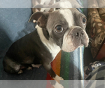 Small Photo #1 Boston Terrier Puppy For Sale in HOWELL, NJ, USA