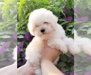 Poodle (Miniature) Puppy for sale in POPLAR, CA, USA