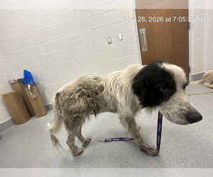 Great Pyrenees Dogs for adoption in Ocala, FL, USA