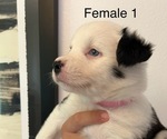 Small #5 Border-Aussie