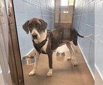 Small #1 Great Dane Mix