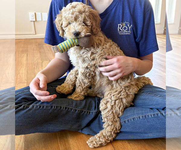 Medium Photo #3 Goldendoodle (Miniature) Puppy For Sale in ROY, UT, USA