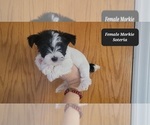 Small #5 Morkie