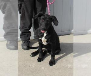 Labrador Retriever-Unknown Mix Dogs for adoption in Louisville, KY, USA