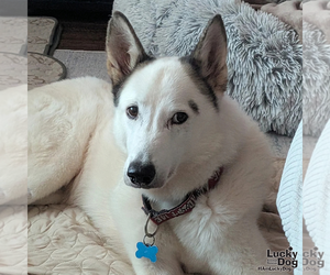Nieves - Male Siberian Husky-Unknown Mix Dog for Adoption - Photo #4