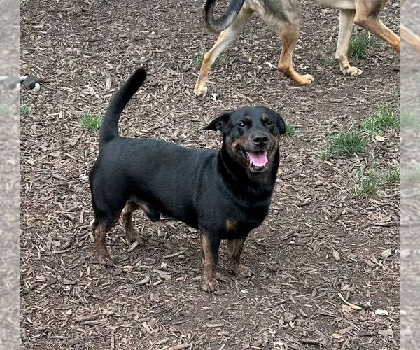 Medium Photo #2 Pembroke Welsh Corgi-Rottweiler Mix Puppy For Sale in MECHANICSBURG, PA, USA