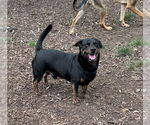 Small #1 Pembroke Welsh Corgi-Rottweiler Mix