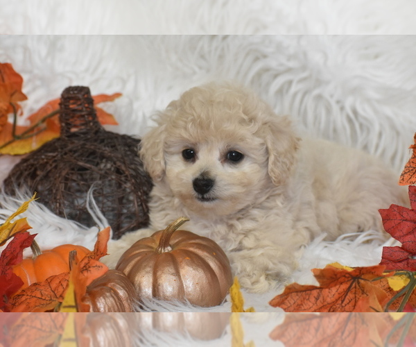 Medium Photo #3 Poochon Puppy For Sale in ELDORADO, OH, USA