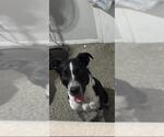 Small Border Collie Mix